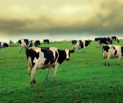 cow_in_field