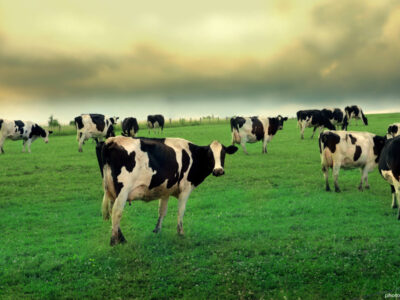 cow_in_field
