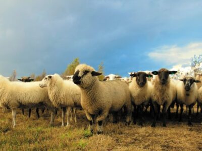 Sheep (2)