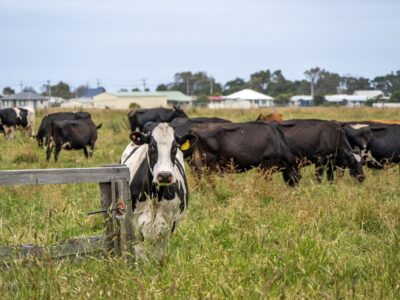 Cows in field