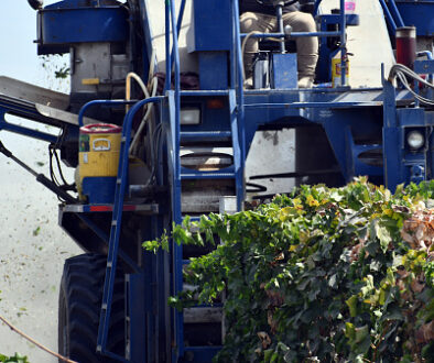 Front view of grape harvest